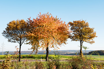 Fototapeta premium Herbst - drei bunte Bäume mit blauem Himmel