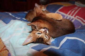 two abyssinian kittens play