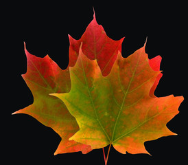 Two colorful maple leaves on a black background