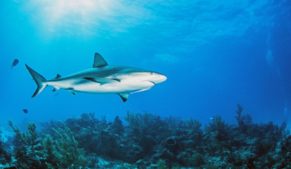 Obraz na płótnie Canvas Caribbean Reef Shark