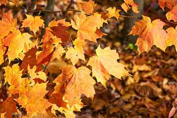 Fototapeta na wymiar Autumn maple leaves