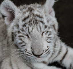 The white bengal tiger cub lying on the ground.