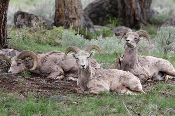 Bighorn Sheep