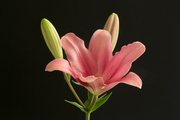 Fototapeta premium Lilium