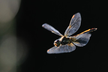 Flying dragonfly at contrast lightening