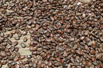 heap of fresh Castor oil seeds-ricinus communis
