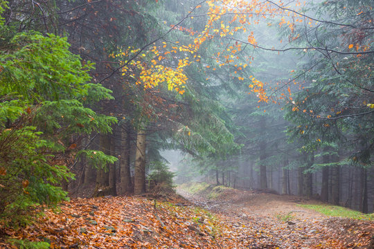 Fototapeta Fog in rainy forest