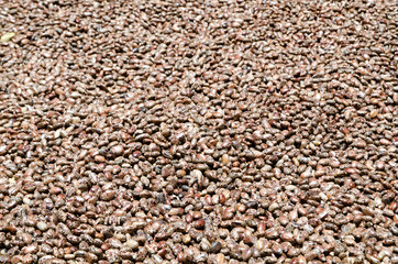 heap of fresh Castor oil seeds-ricinus communis