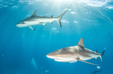 Caribbean Reef Shark