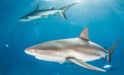 Caribbean Reef Shark