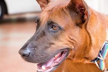 Closeup face of brown thai ridgeback dog