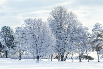 Trees in the winter landscape