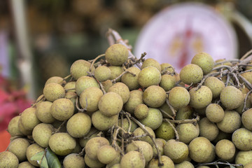 Santol to sell the fruit market