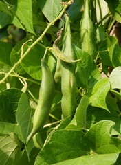 white bean husk and flowers