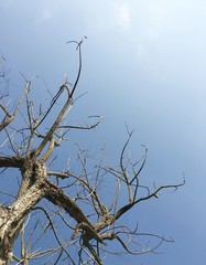 the tree is not leaf
