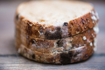 Fungus on expire bread