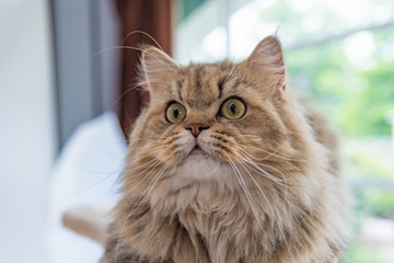 Cute brown tabby persian cat