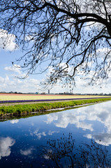 Reflection on canal, colorful flowers field, Keukenhof