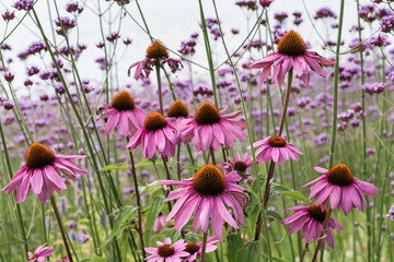 Wiese mit Echinacea Blüten