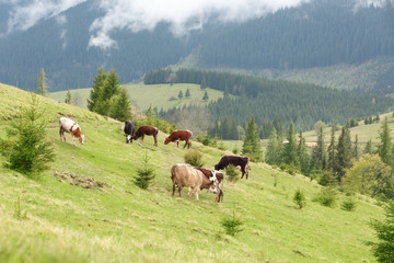 Fototapeta na wymiar Cows grazing on mountain meadow