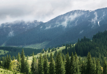 Summer forest on mountain slopes