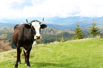 Fototapeta na wymiar Cow grazing on mountain meadow