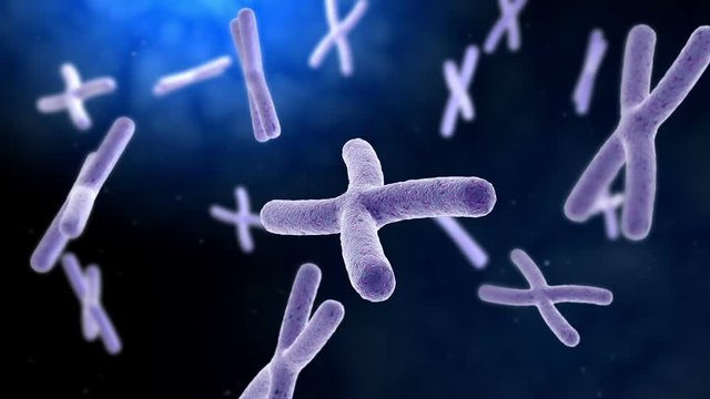 Microscopic visualization of chromosome with DNA.