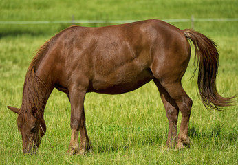 beautiful brown horse in a meadow