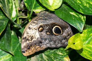 großer Eulenfalter zwischen grünen Blättern - Schmetterling
