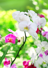 Fototapeta na wymiar Beautiful orchid flowers on blurred nature background