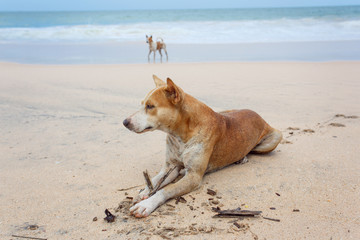 Dog lying on the sand.