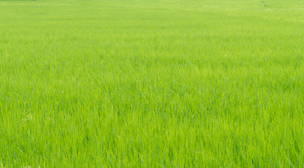 Obraz na płótnie Canvas Rice field in countryside of Thailand