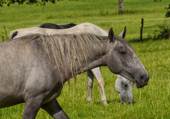 beautiful grey horse in a meadow
