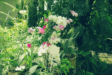 Beautiful orchid flowers on blurred nature background