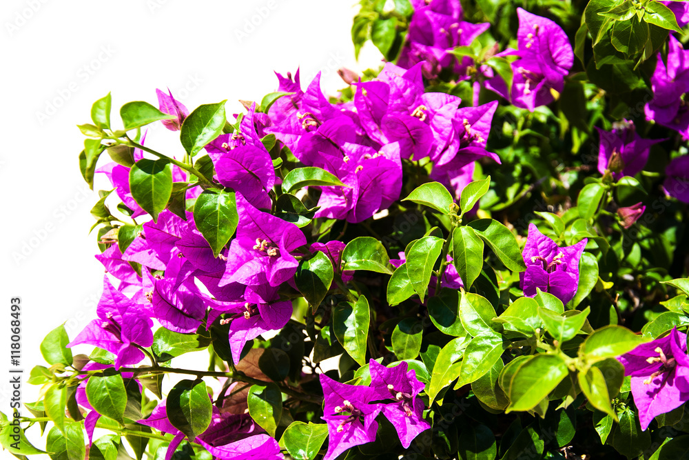 Wall mural pink blooming bougainvilleas