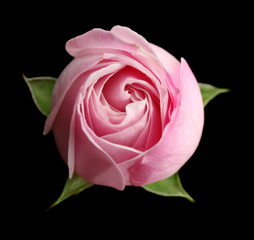 Beautiful pink rose bud on black background