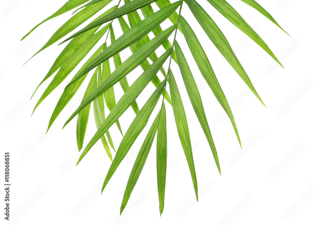 Sticker green leaves of palm tree on white background