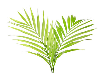 Fototapeta premium Green leaves of palm tree on white background