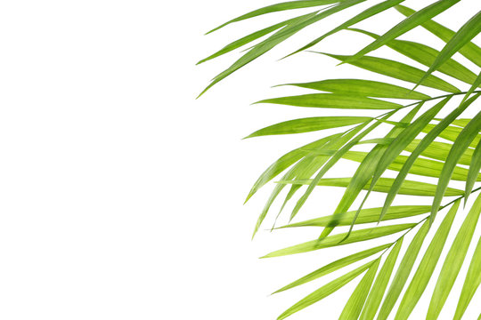 Green leaves of palm tree on white background © Africa Studio