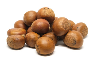 Castanea crenata , Japanese chestnut in white background.