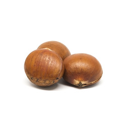 Castanea crenata , Japanese chestnut in white background.