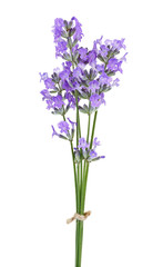Obraz premium Lavender flowers on light background