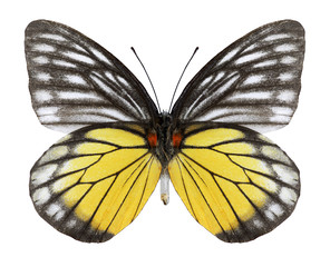 Butterfly Prioneris philonome helperi (underside) on a white background