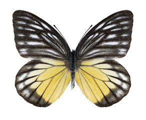 Butterfly Prioneris philonome helperi on a white background