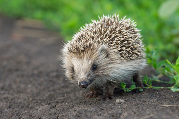 small hedgehog in the grass