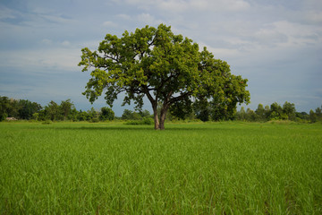 Trees in rice fields. Plant trees in paddy fields. Beautiful sky.