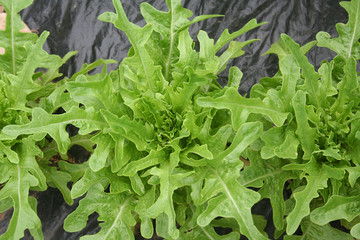 pianta di Rucola, Ruchetta o Ruca nell'orto. insalata a foglia verde.