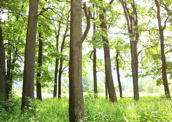 Fototapeta premium Green trees in summer forest