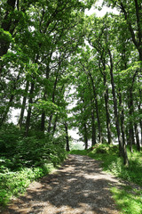 Fototapeta premium Narrow pathway in summer forest