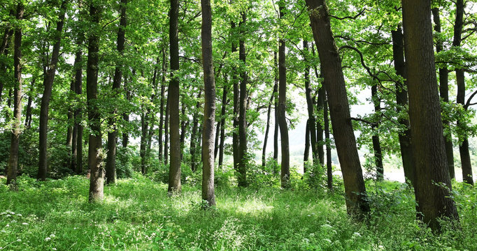 Green trees in summer forest